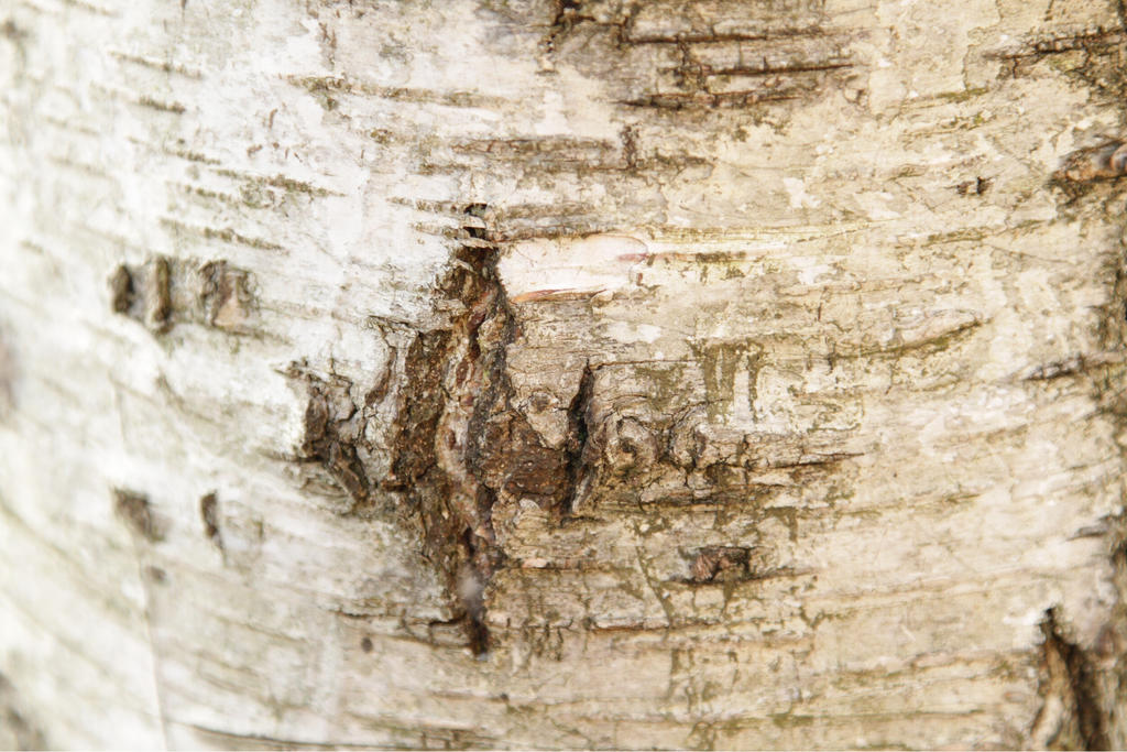 Bark Effect 0606