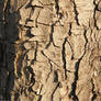 Bark Effect 0607