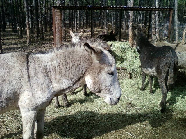 Donkey 'part one'