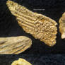 Crinoid Specimens from Northern Alabama  -Lot #1-