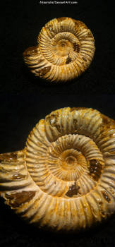 Aulacosphinctoides Ammonite Specimen from Tulear