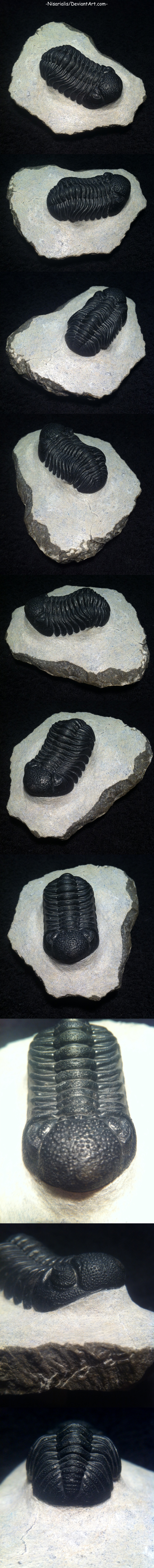 Perfect Phacops Speculator Trilobite from Morocco