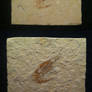 -Shrimp-Carpopenaeus Fossil Specimen from Lebanon