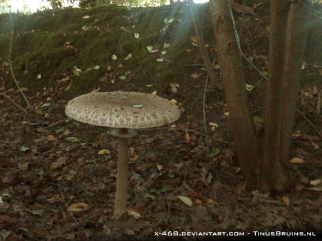 Big Mushroom, Find Coin on top