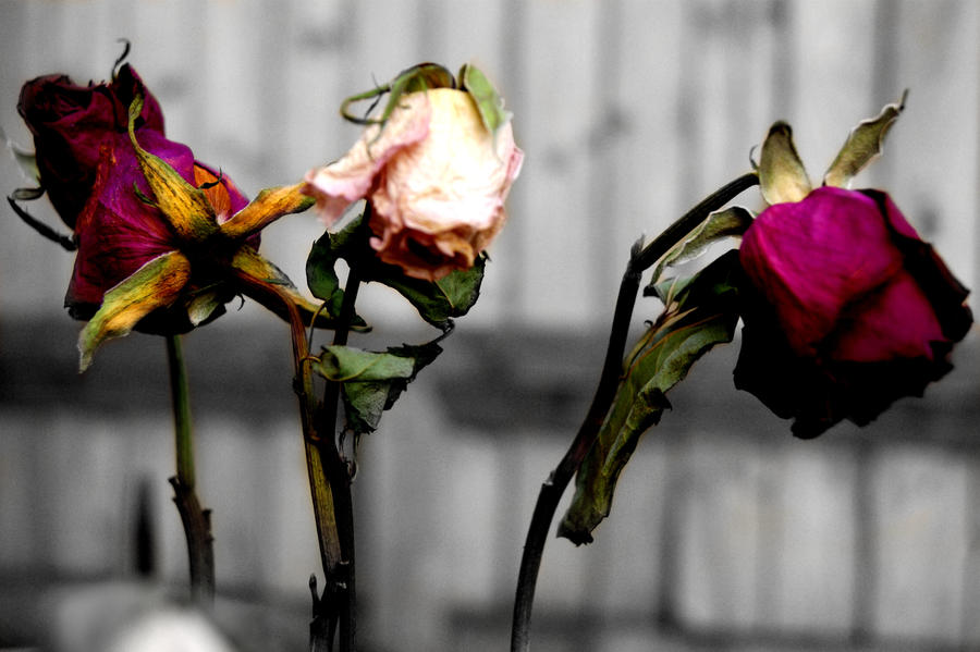 Dead Roses by Lookalive-sunshine on DeviantArt