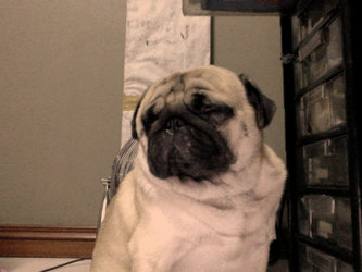 .Bruce The Pug.