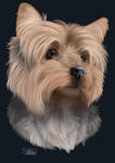 Yorkie by ScunnyElse