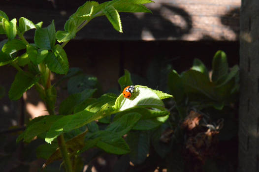 Lady bug on a leaf