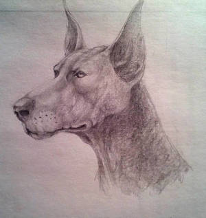 The dog sketch