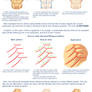 Serratus anterior/Obliquus tutorial