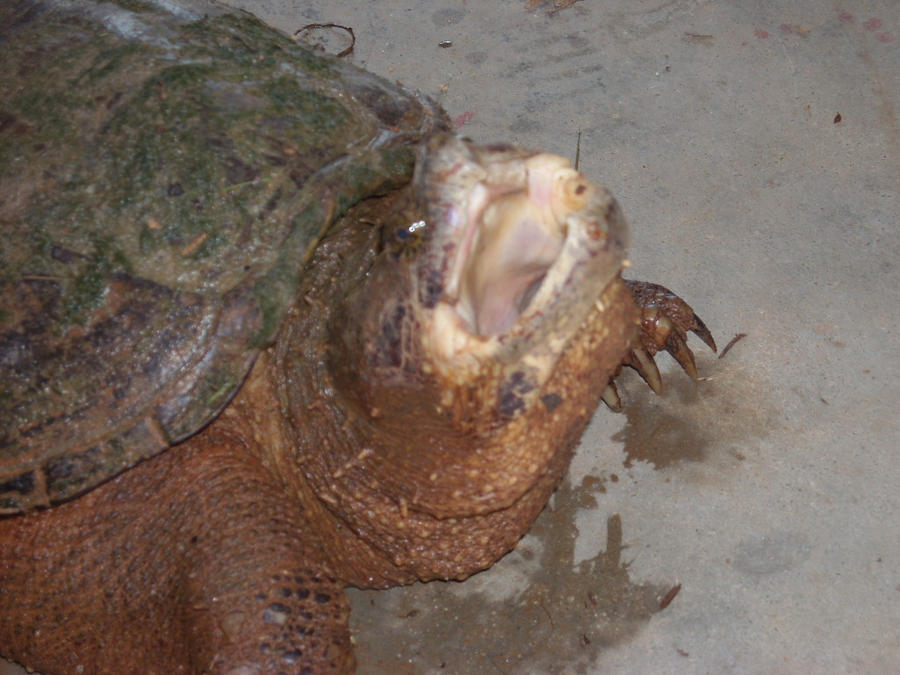 Snapping Turtle 4 by Amidnarasu on DeviantArt