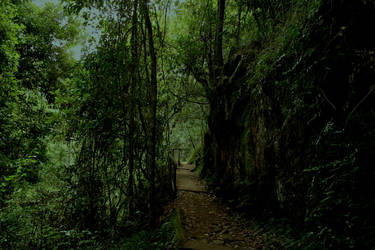 Cedar Creek Falls, QLD