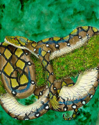 Reticulated Python Naga