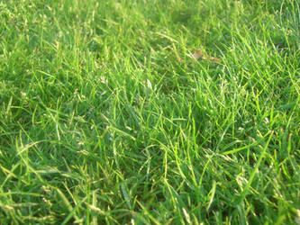 Healthy Grass 4