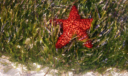 Starfish