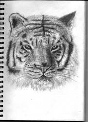 Tiger Sketch