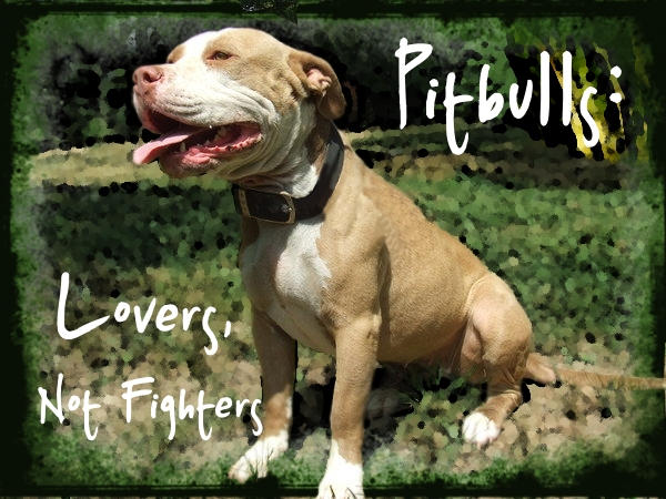 Pitbulls: The Truth