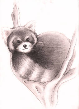 Red Panda Sketch