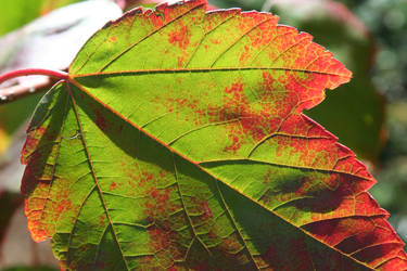 Leaf Road