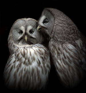 Owls talk
