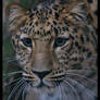 Leopard portrait