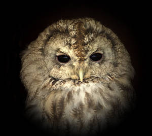 Owl III