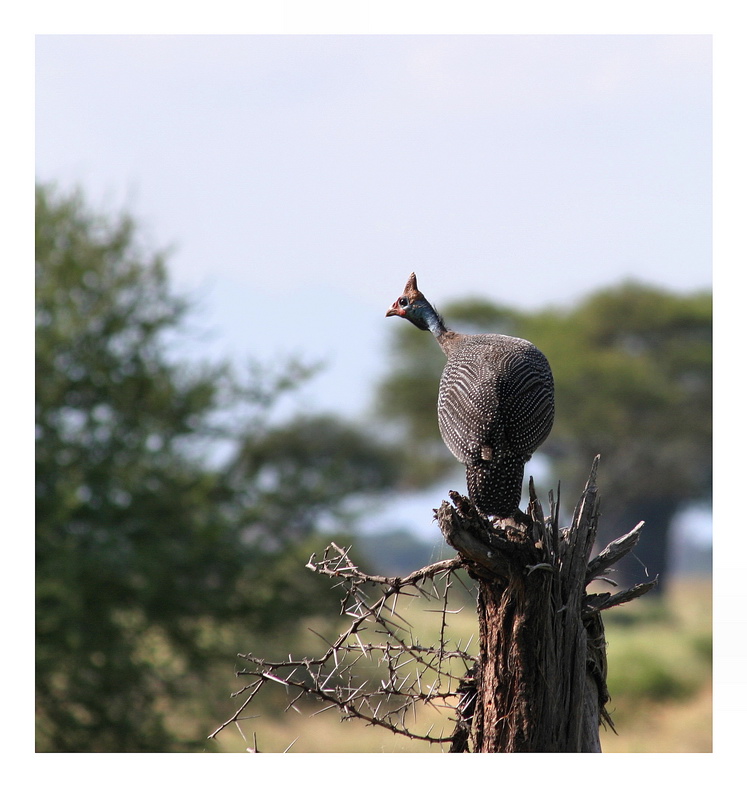 African bird