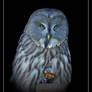 owl V