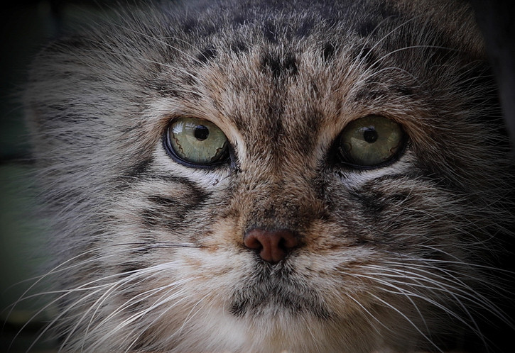 Manul III