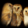 Barn owls family