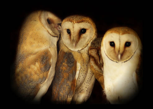 Barn owls family