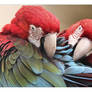 Perrot tenderness