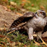 Accipiter gentilis