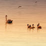 Swan family