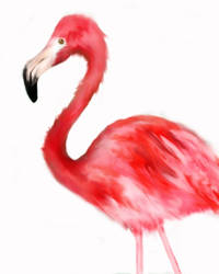 Flamingo