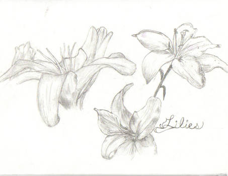 Lilies