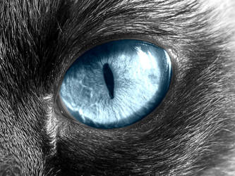 Cat Eye