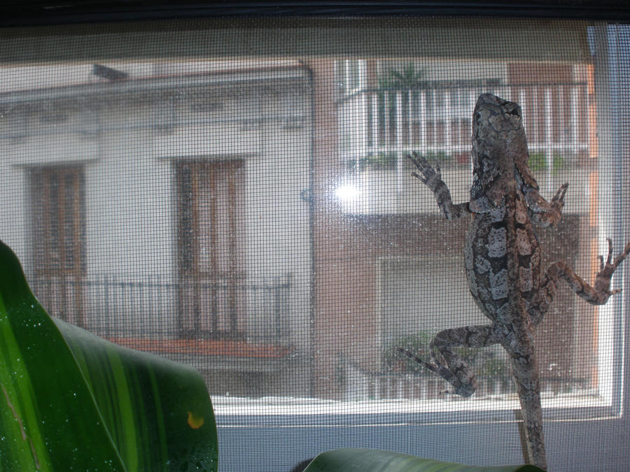 Frilled lizard - Window by BraveMurderer on DeviantArt