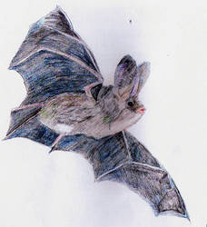 Bat