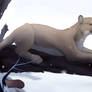 Cougar resting