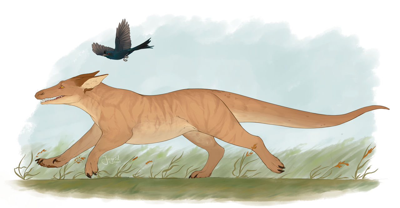 The drongo and the beast