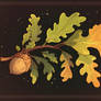 Oak