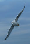 Larus cachinnans by glaros