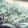 Winter grass