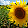 Campo de girasoles