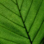 Veins by CarlosBecerra