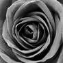 Black Rose