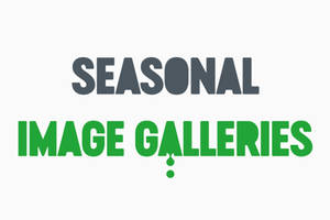 Seasonal Image Galleries