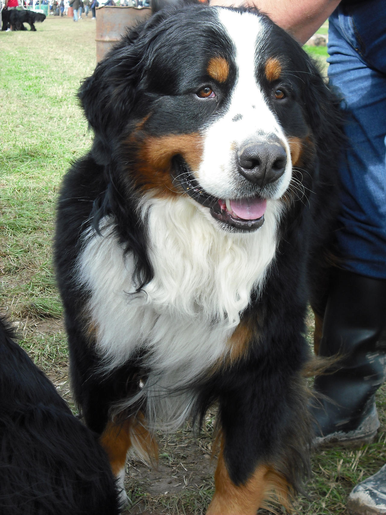 Bernese Mountain Dog