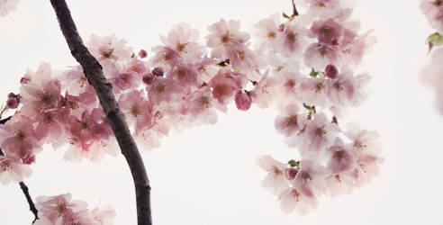 Cherry-blossom